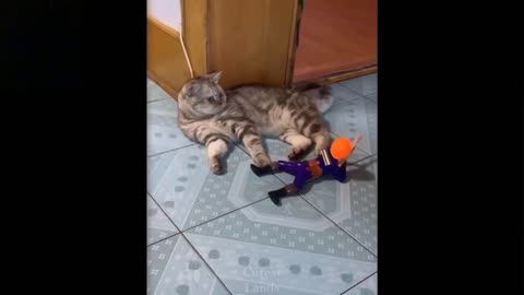 Funny cats and Cats cute expression