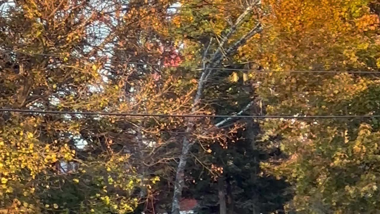 Fall vibes in Toronto