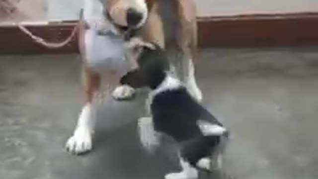 🐕🐶 Funny Dogs Conversation | Funny Animals Viral Video 📹