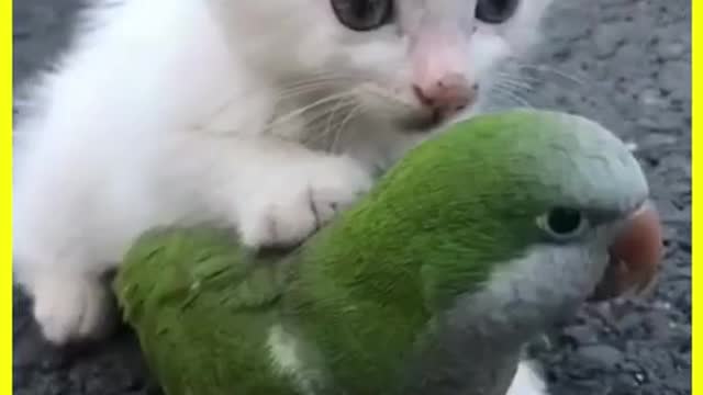 Funniest Animals - Best Of The 2021 Funny Animal Videos #67