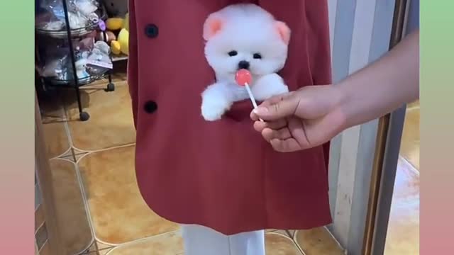 Cute_and_Funny_Dog_Videos_Compilation