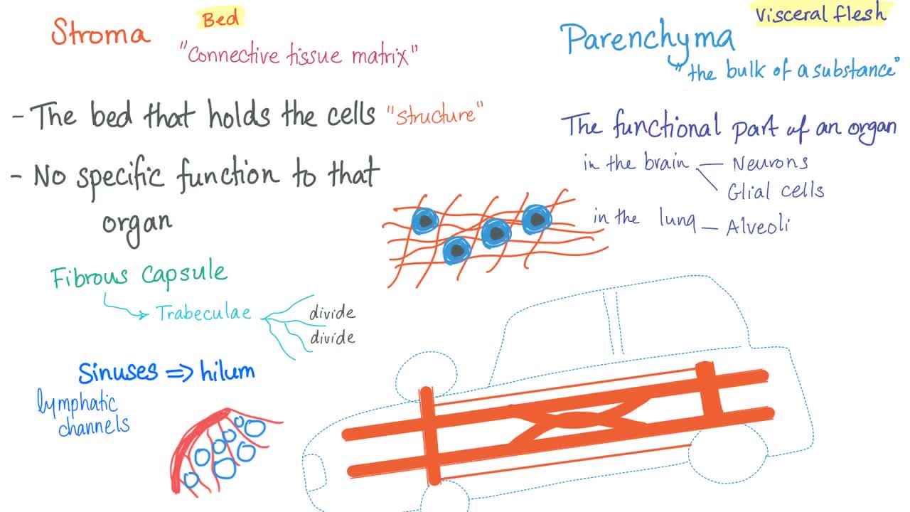 Histology Of Endocrine Glands