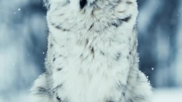 Mesmerising Big Snow Cat -wildlife Creator