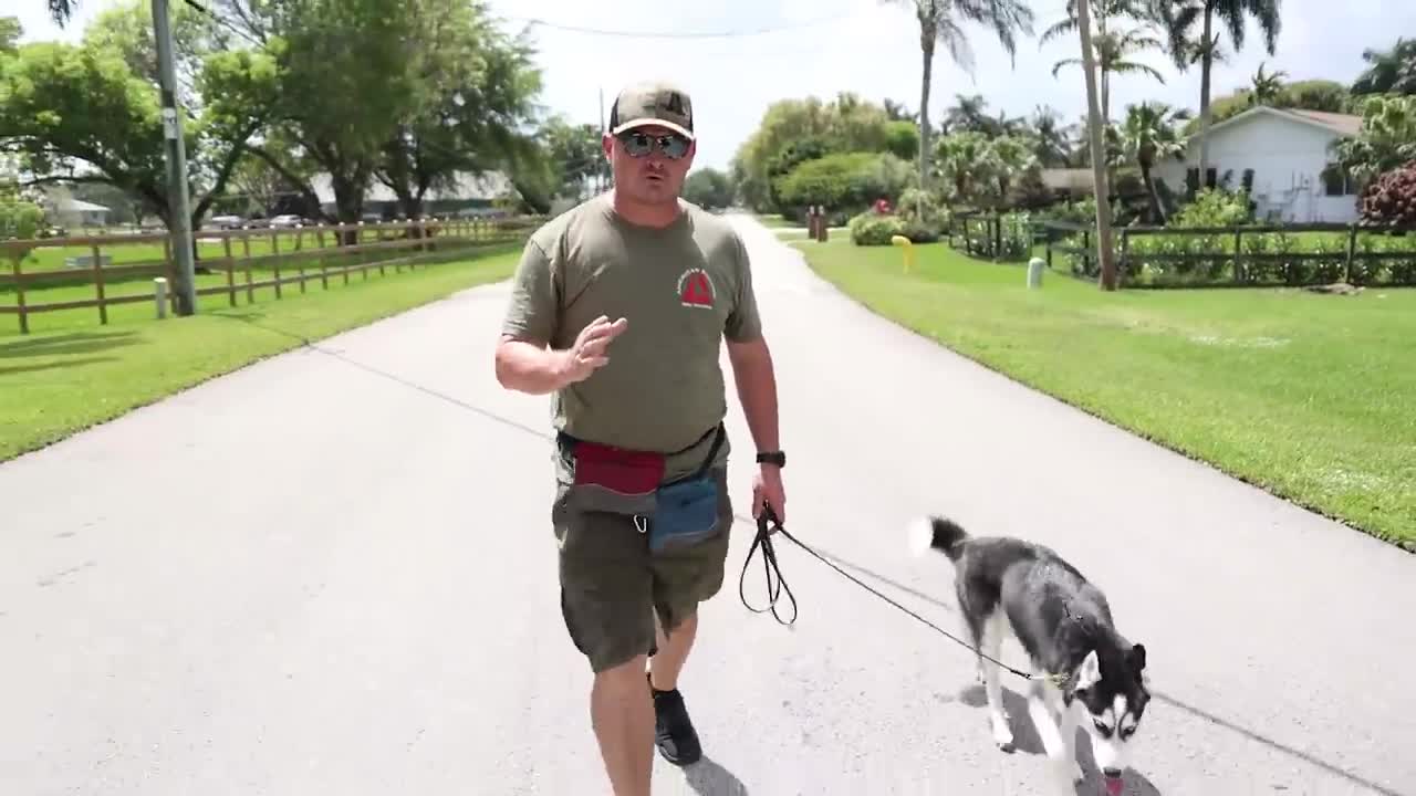 STOP Leash pulling with Any Breed Right Now! So Easy! Dog Training