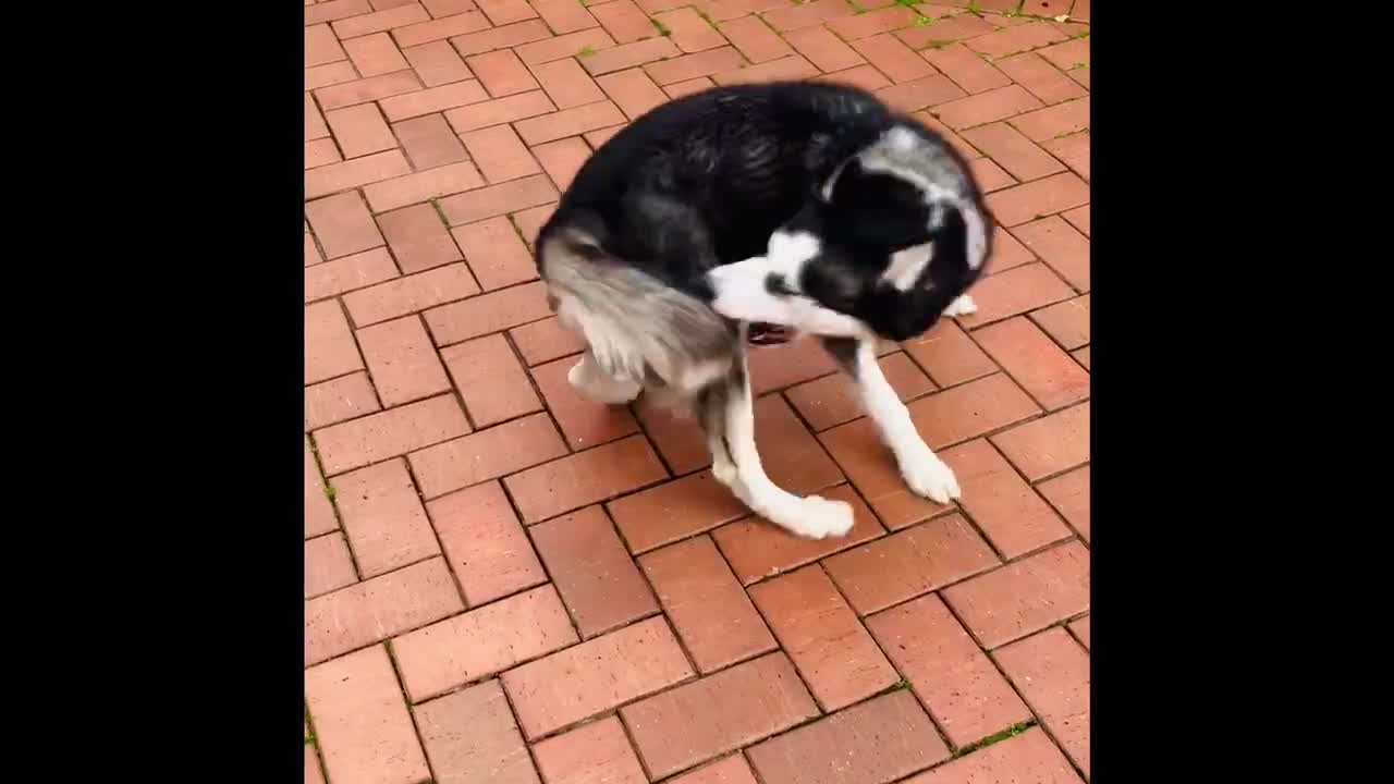 Husky puppy chasing tail