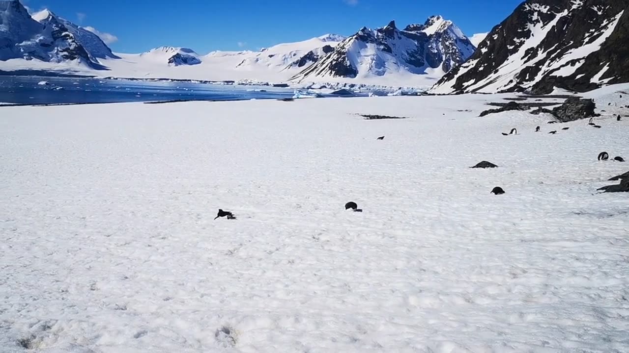 penguins slide snow ice