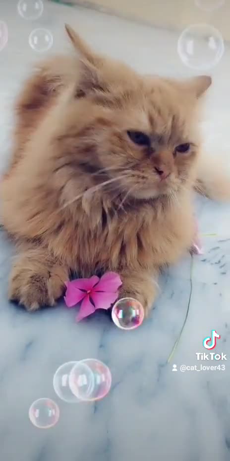 Cat flowers gift to me