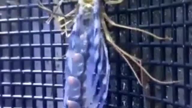 That is some CREEPY Stuff !