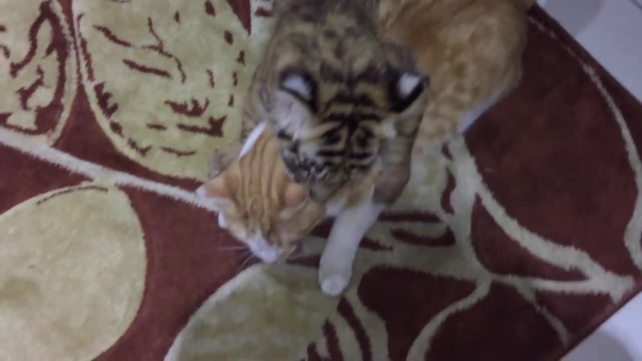 Tiger and cat not so different