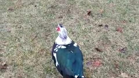 2 Moscovys and a Chick Episode 12: Jake's Big Day At At Noah's Ark Animal Sanctuary