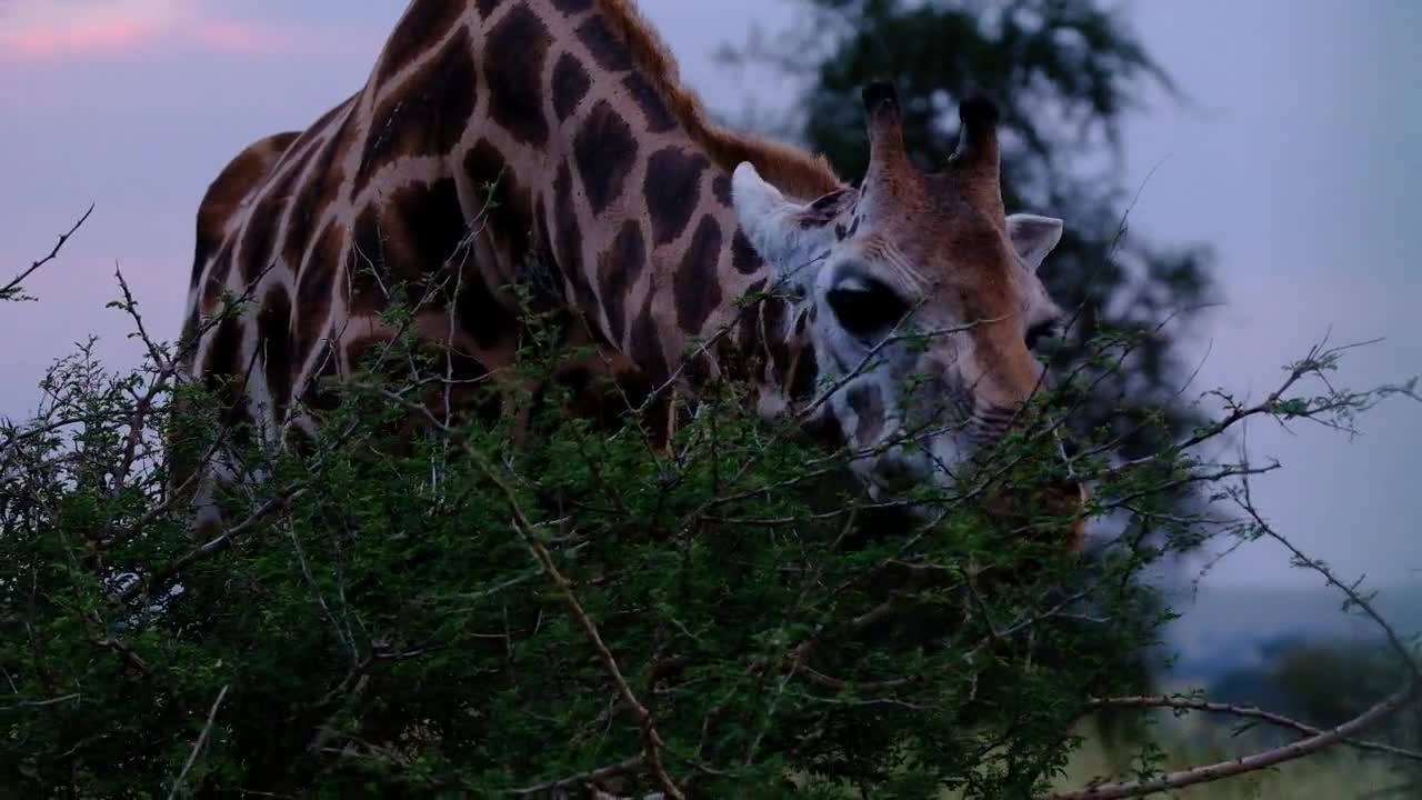 A Giraffe Feeding On Leave