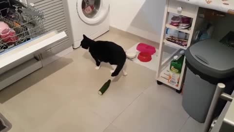Cat vs cucumber