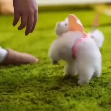 This dog is so cute but the song just makes this video like 10000 times cuter :3