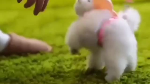 This dog is so cute but the song just makes this video like 10000 times cuter :3