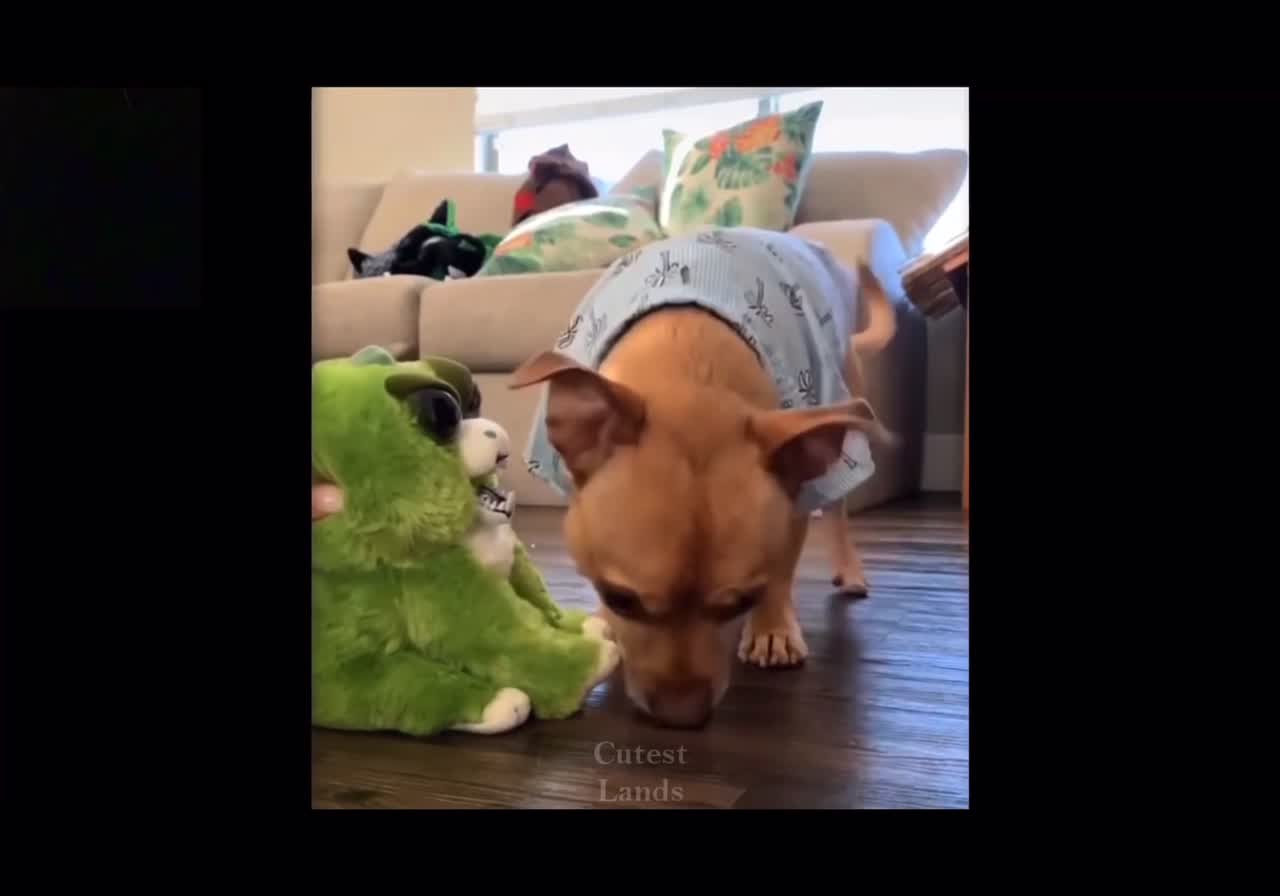 Funny and cute pets playing MUST WATCHED