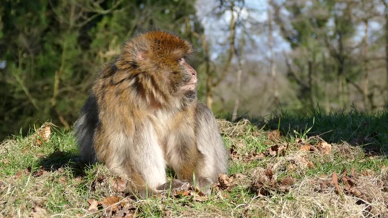 HD Video 4K | Video Of Curious Macaque | Free Amazing_Creative commons