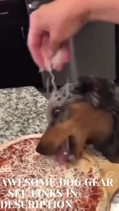 Very amazing and funny dog try not to laugh