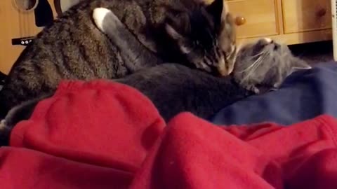 Grey cat licks other cat on bed