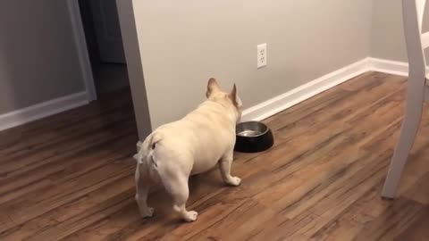 ANGRY DOG ON DIET THROWS TANTRUMS FOR NOT GETTING FOOD