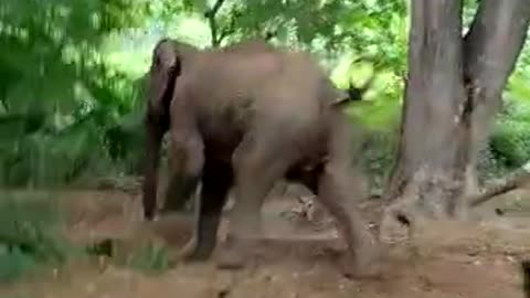 Elephant Animals video 2022