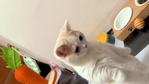What's Going On Here