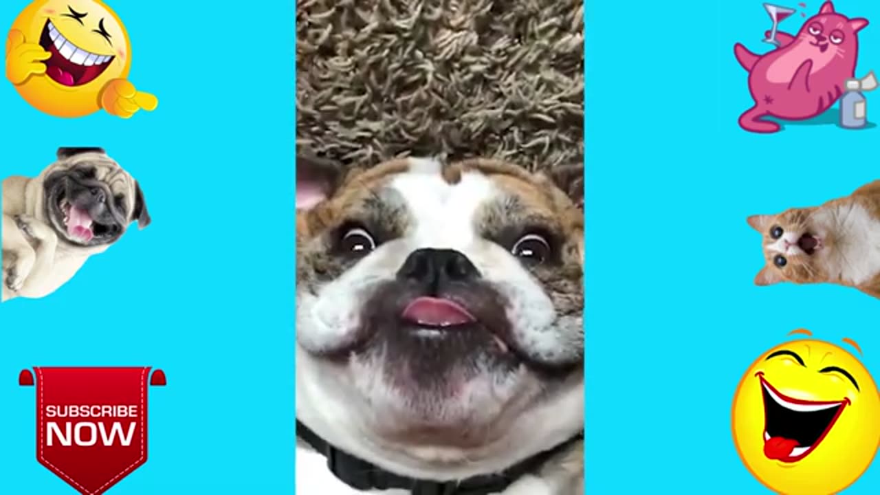 Cute Animals