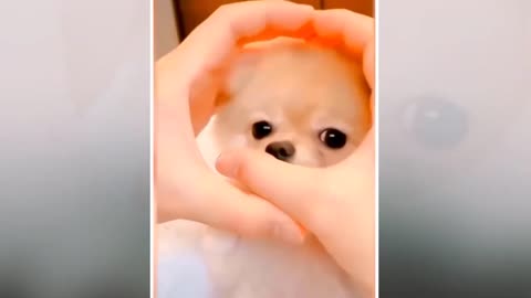 Funny Dog Compilation #1 2020 👉 (Funny Dogs Compilation Honest Video)