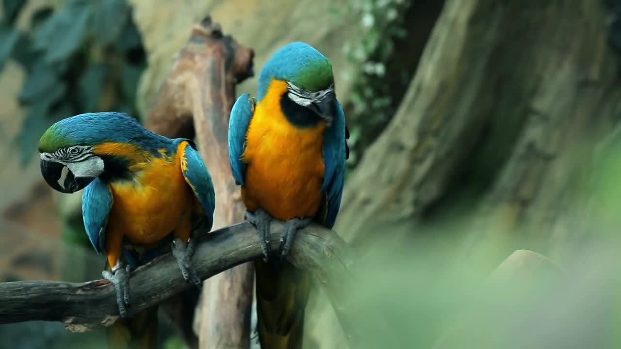 Blue and yellow macaw resting