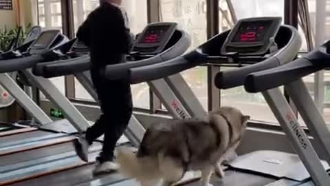 Funny husky dog running with his master.