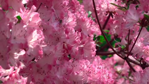 Flowering branches