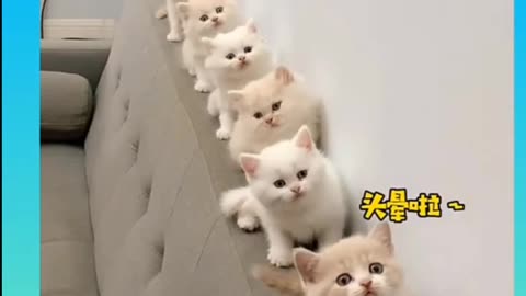 Cute cat small cuteness 😍