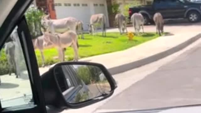 Friendly wild donkeyс roam free around the neighborhood