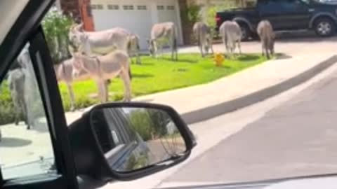 Friendly wild donkeyс roam free around the neighborhood