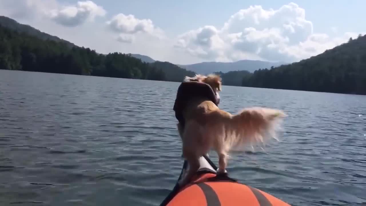 Fail Compilation 2018 | Funny Pet Videos