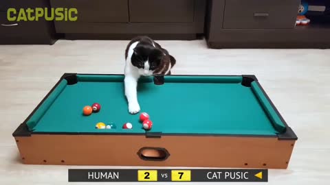 a cat that is good at playing billiards