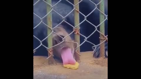 Best Funny Animals Video