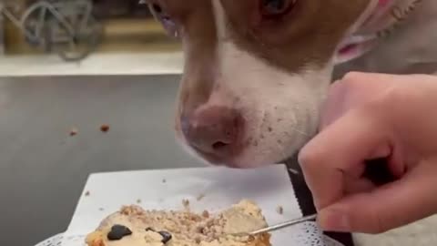 Dog Sang Her Own Version Of Happy Birthday
