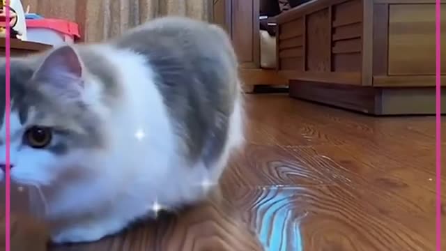 Munchkin cat walks like caterpillars