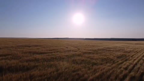 landscape of the field (filming with a drone)