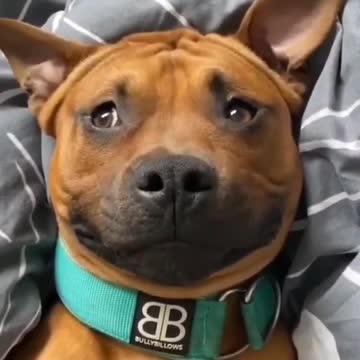 😍Cute and Funny Dog Compilation
