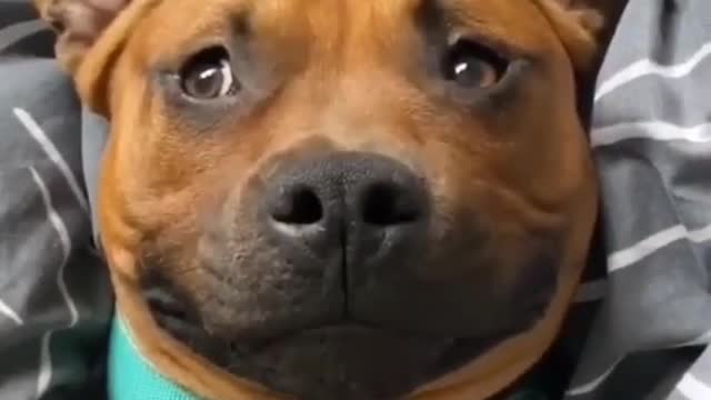 😍Cute and Funny Dog Compilation