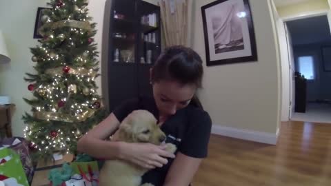 Surprised my wife with a golden retriever puppy for Christmas