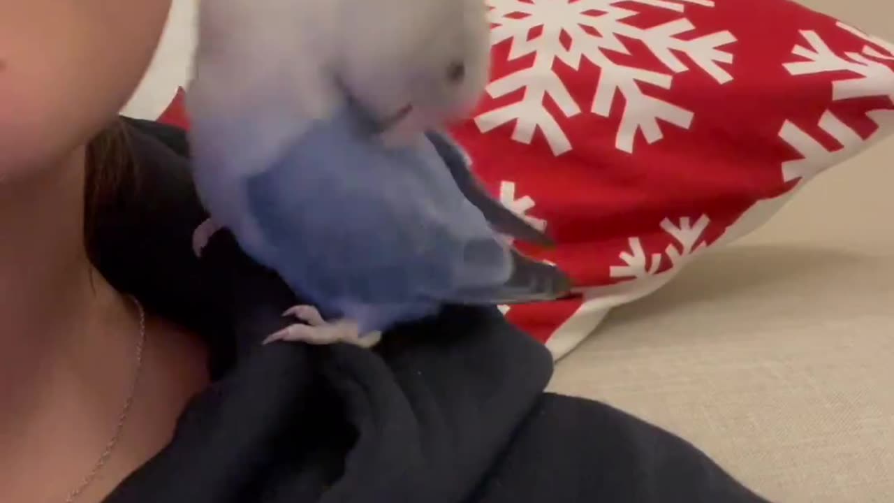 Parakeet Cuddles Owner