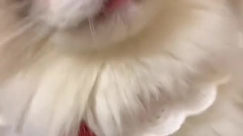 O miau mais fofo de sempre 😍