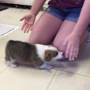 Just a potato with legs