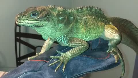 Sailfin lizard