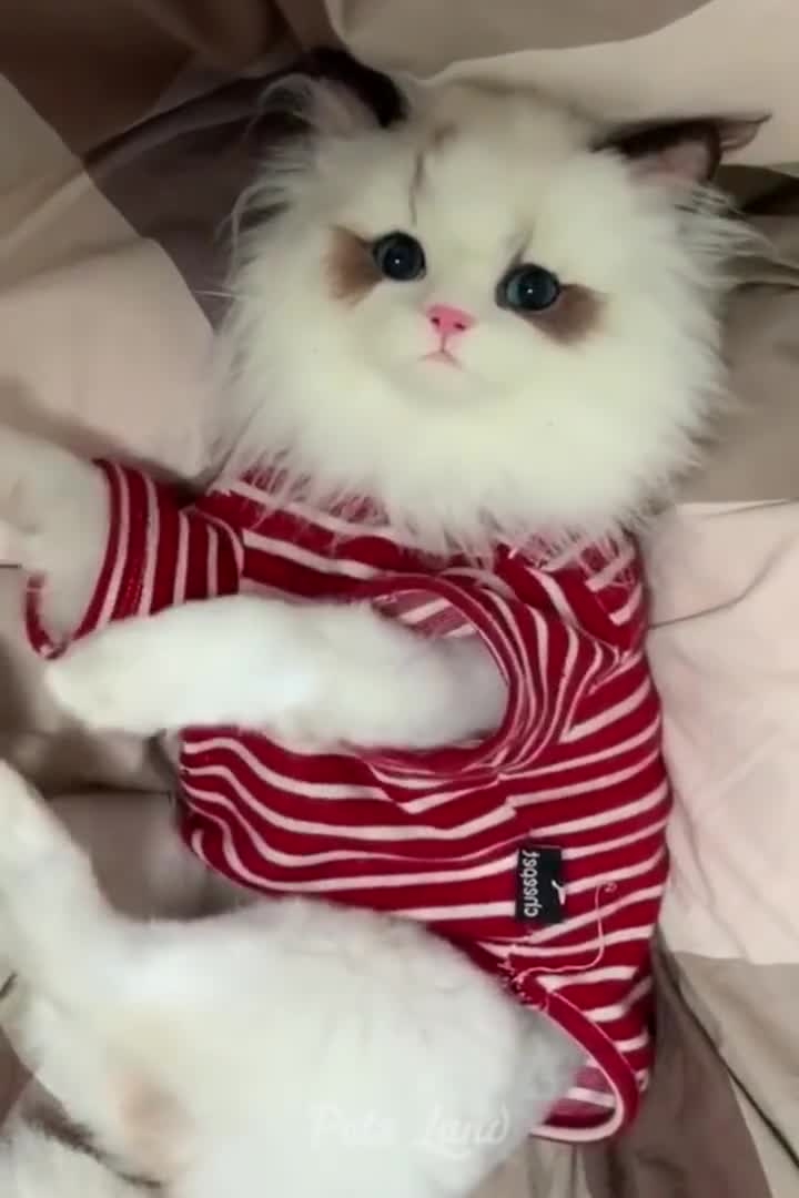 Kitty Rumble Rumble/ cat's and dog