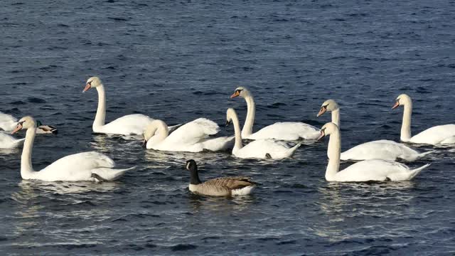 White colored cygnes, nice view