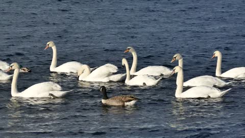 White colored cygnes, nice view