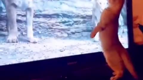 BRAVE CAT DESTROY LION KING😅😅😅 #Shorts # #feline #cat #cute #kitten #pets #mustwatch #viral